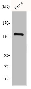 GPR126 antibody