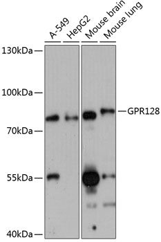 GPR128 antibody