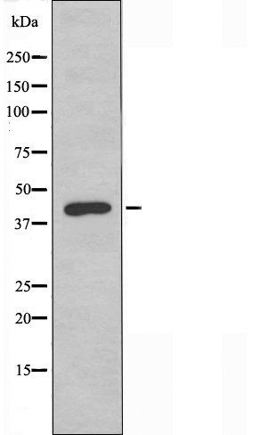 GPR132 antibody
