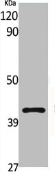 GPR132 antibody