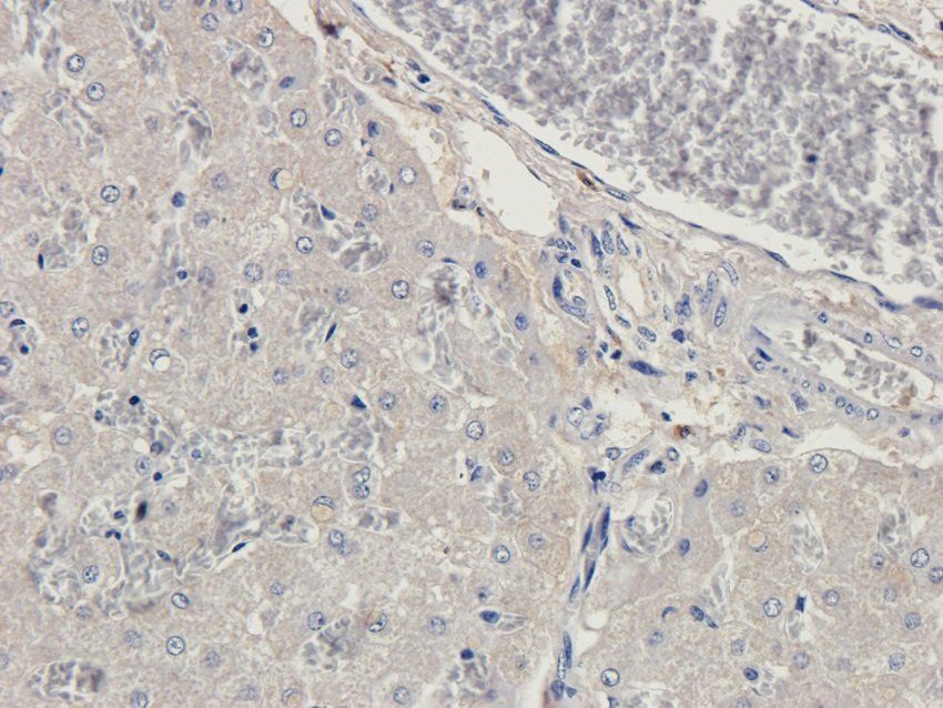 GPR133 antibody