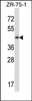 GPR137 antibody