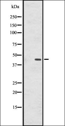 GPR137B antibody
