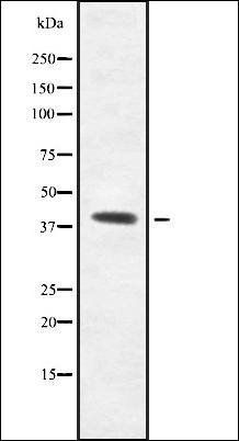 GPR139 antibody