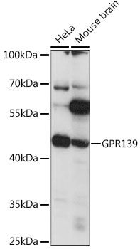 GPR139 antibody
