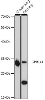 GPR141 antibody