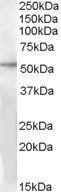 Goat anti-GPR142 Antibody