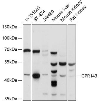 GPR143 antibody
