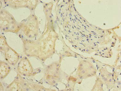 GPR146 Antibody