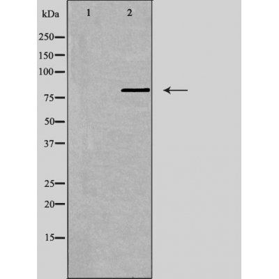 GPR149 antibody