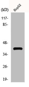 GPR15 antibody