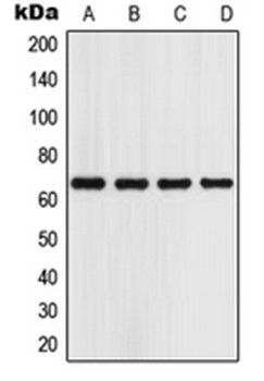 GPR153 antibody