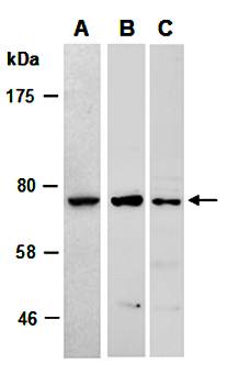 GPR153 (C) Antibody, Rabbit Polyclonal
