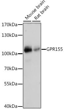 GPR155 antibody