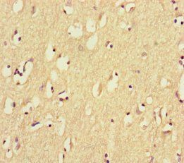 GPR156 Antibody