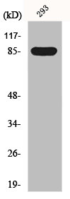 GPR156 antibody