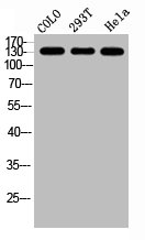 GPR158 antibody