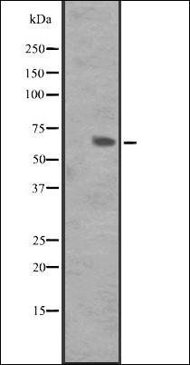 GPR162 antibody