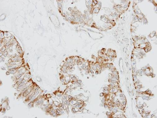 GPR164 antibody [N2C1], Internal