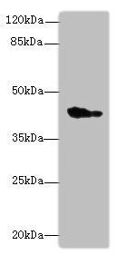 GPR17 antibody