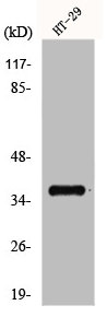 GPR171 antibody