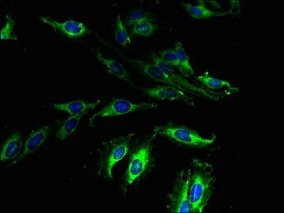 GPR173 Antibody