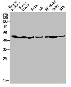 GPR173 antibody