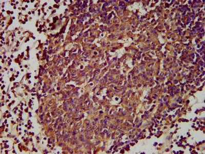 GPR174 Antibody