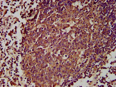 GPR174 antibody