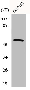 GPR176 antibody