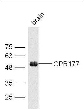 GPR177 antibody