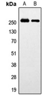 GPR179 antibody