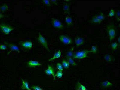 GPR18 Antibody
