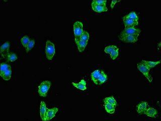 GPR180 antibody