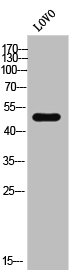 GPR180 antibody