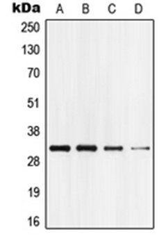 GPR18 antibody