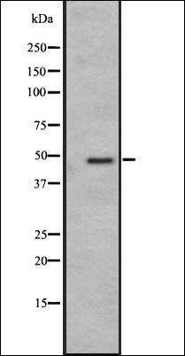 GPR19 antibody