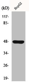 GPR19 antibody