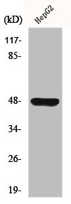 GPR19 Antibody