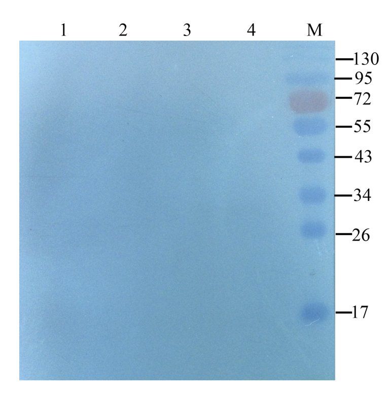 GPR1 antibody