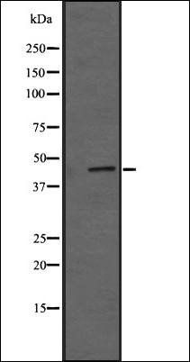 GPR20 antibody