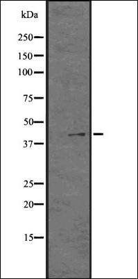 GPR21 antibody