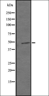 GPR22 antibody
