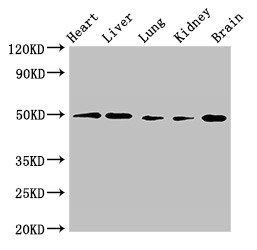 GPR22 antibody