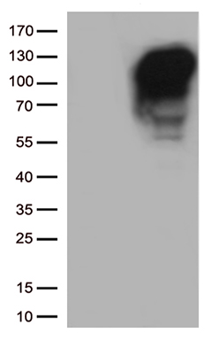 GPR26 antibody