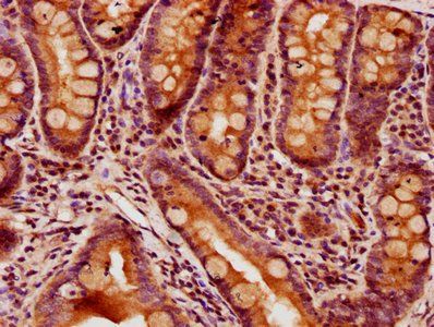 GPR27 Antibody