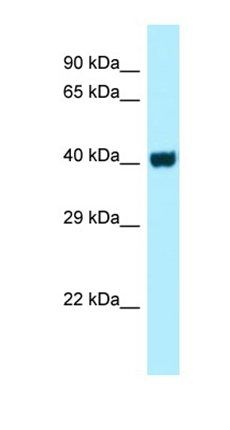 GPR3 antibody