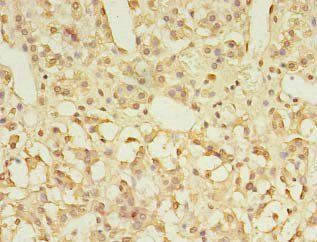 GPR3 Antibody