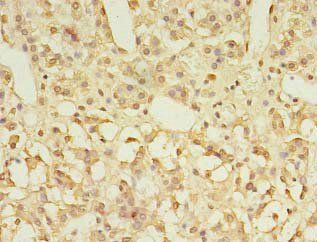 GPR3 antibody