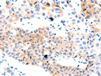 GPR3 Antibody